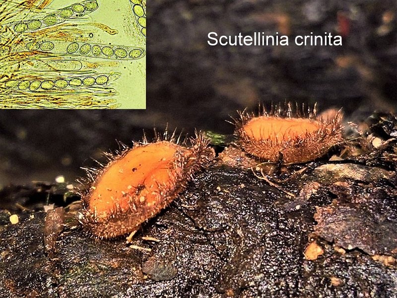 Scutellinia crinita-amf1415.jpg - Scutellinia crinita ; Syn: Humaria hirtella ; Nom français: Pézize à longs poils